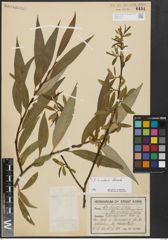 Foto von Salix alba L. x Salix fragilis L.